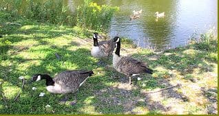 Observation d'oiseaux, photo 1